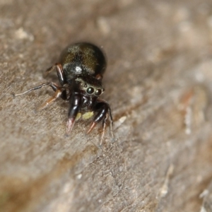 Rhombonotus gracilis at Dunlop, ACT - 30 Nov 2012 11:17 AM