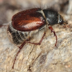 Liparetrus sp. (genus) at Dunlop, ACT - 5 Apr 2012