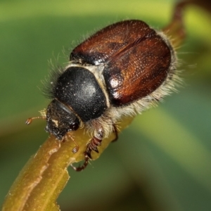 Liparetrus sp. (genus) at Dunlop, ACT - 5 Apr 2012