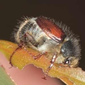 Liparetrus sp. (genus) at Dunlop, ACT - 5 Apr 2012