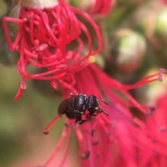 Hylaeus philoleucus at Mogo State Forest - 27 Nov 2019 by PeterA