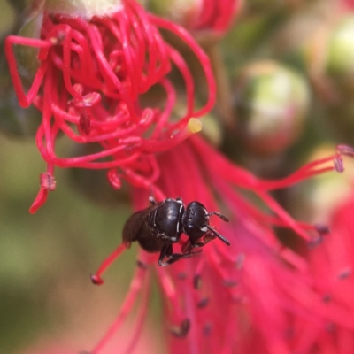 Hylaeus philoleucus at Mogo State Forest - 27 Nov 2019 by PeterA