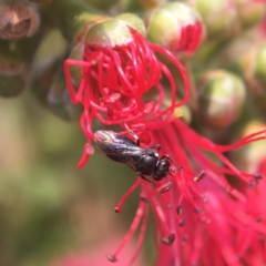 Hylaeus philoleucus at Mogo, NSW - 27 Nov 2019