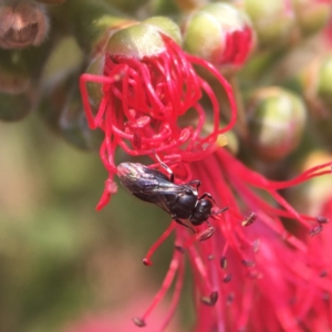 Hylaeus philoleucus at Mogo, NSW - 27 Nov 2019