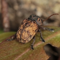 Cadmus (Brachycaulus) ferrugineus (Leaf beetle) at West Belconnen Pond - 5 Apr 2012 by Bron