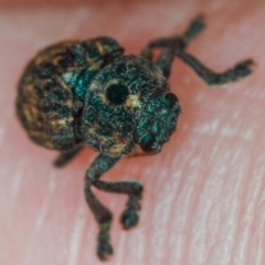 Cadmus (Brachycaulus) ferrugineus at Dunlop, ACT - 5 Apr 2012 02:48 PM