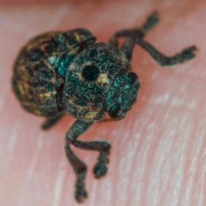 Cadmus (Brachycaulus) ferrugineus at Dunlop, ACT - 5 Apr 2012