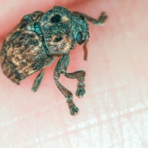 Cadmus (Brachycaulus) ferrugineus at Dunlop, ACT - 5 Apr 2012 02:48 PM