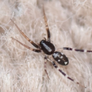 Lampona sp. (genus) at Evatt, ACT - 5 Apr 2020