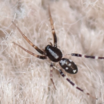 Lampona sp. (genus) (White-tailed spider) at Evatt, ACT - 4 Apr 2020 by Thurstan