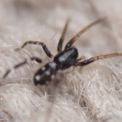 Lampona sp. (genus) at Evatt, ACT - 5 Apr 2020