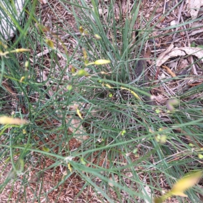 Tricoryne elatior (Yellow Rush Lily) at Hughes Grassy Woodland - 5 Apr 2020 by KL