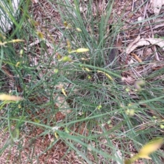 Tricoryne elatior (Yellow Rush Lily) at Hughes, ACT - 5 Apr 2020 by KL