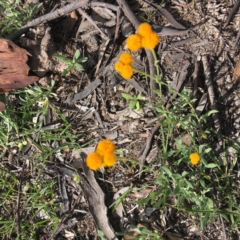 Chrysocephalum apiculatum (Common Everlasting) at Jerrabomberra, ACT - 5 Apr 2020 by KL