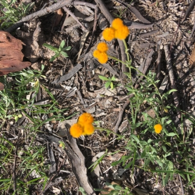 Chrysocephalum apiculatum (Common Everlasting) at Isaacs Ridge Offset Area - 5 Apr 2020 by KL