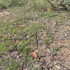 Chrysocephalum apiculatum at Isaacs Ridge and Nearby - 5 Apr 2020