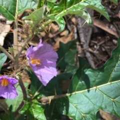 Solanum cinereum (Narrawa Burr) at Jerrabomberra, ACT - 5 Apr 2020 by KL