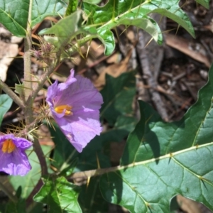 Solanum cinereum at Isaacs Ridge and Nearby - 5 Apr 2020 12:38 PM