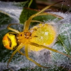 Deliochus sp. (genus) (A leaf curling spider) at Dunlop, ACT - 5 Apr 2012 by Bron