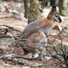 Notamacropus rufogriseus (Red-necked Wallaby) at Mount Ainslie - 5 Apr 2020 by GeoffBull