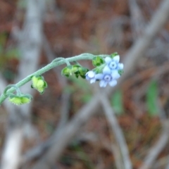 Cynoglossum australe (Australian Forget-me-not) at Jerrabomberra, ACT - 4 Apr 2020 by Mike