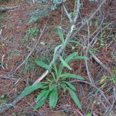 Cynoglossum australe at Jerrabomberra, ACT - 4 Apr 2020 03:32 PM