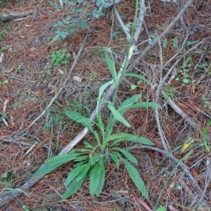 Cynoglossum australe at Jerrabomberra, ACT - 4 Apr 2020 03:32 PM