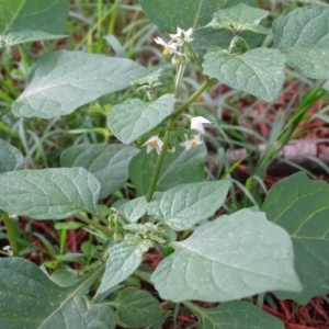 Solanum nigrum at Jerrabomberra, ACT - 4 Apr 2020