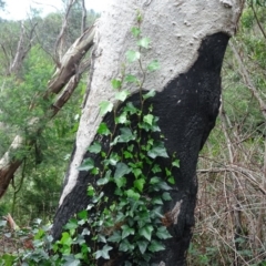 Hedera helix (Ivy) at Isaacs Ridge and Nearby - 4 Apr 2020 by Mike