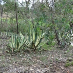 Agave americana (Century Plant) at Tuggeranong DC, ACT - 4 Apr 2020 by Mike