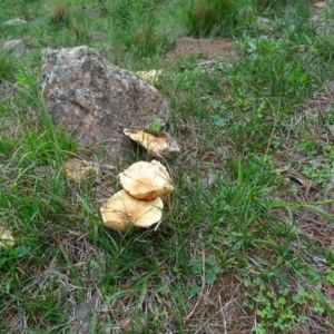 Lactarius deliciosus at Isaacs, ACT - 5 Apr 2020 04:20 PM