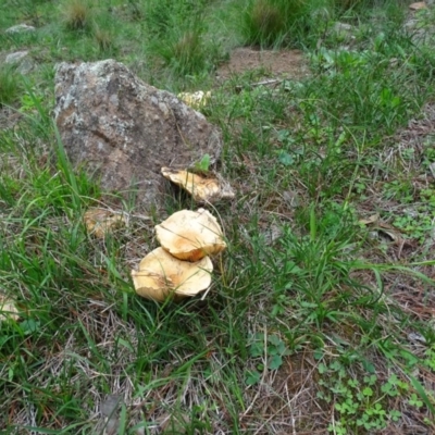 Lactarius deliciosus (Saffron Milkcap) at Isaacs Ridge and Nearby - 5 Apr 2020 by Mike