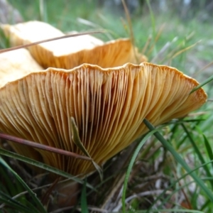 Lactarius deliciosus at Isaacs, ACT - 5 Apr 2020 04:20 PM