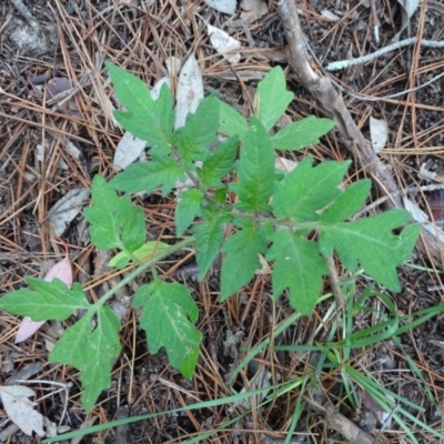 Solanum lycopersicum (Tomato) at Isaacs, ACT - 5 Apr 2020 by Mike