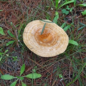 Lactarius deliciosus at Isaacs, ACT - 5 Apr 2020