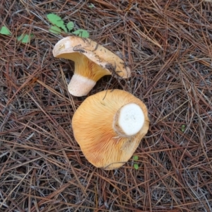 Lactarius deliciosus at Isaacs, ACT - 5 Apr 2020