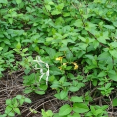 Lonicera japonica (Japanese Honeysuckle) at Isaacs Ridge and Nearby - 5 Apr 2020 by Mike