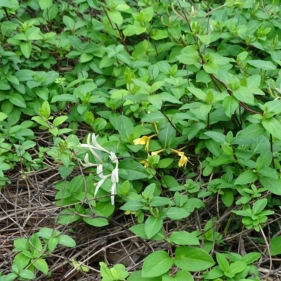 Lonicera japonica (Japanese Honeysuckle) at Isaacs, ACT - 5 Apr 2020 by Mike