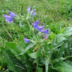 Echium plantagineum (Paterson's Curse) at Isaacs Ridge and Nearby - 5 Apr 2020 by Mike