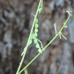 Oxytes brachypoda at Jerrabomberra, ACT - 5 Apr 2020