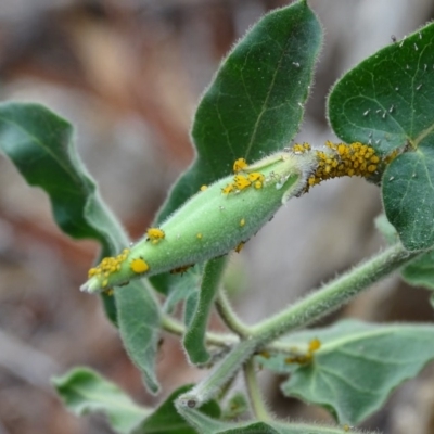 Aphis nerii (Milkweed Aphid) at Isaacs Ridge and Nearby - 5 Apr 2020 by Mike