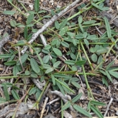 Grona varians (Slender Tick-Trefoil) at Jerrabomberra, ACT - 5 Apr 2020 by Mike