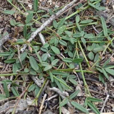 Grona varians (Slender Tick-Trefoil) at Isaacs Ridge - 5 Apr 2020 by Mike