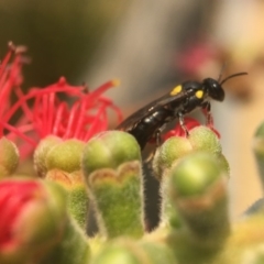 Exoneura sp. (genus) (A reed bee) at Mogo, NSW - 27 Nov 2019 by PeterA