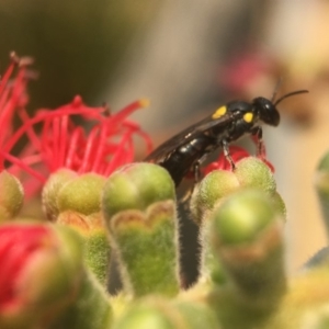 Exoneura sp. (genus) at Mogo State Forest - 27 Nov 2019