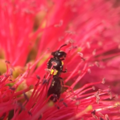 Exoneura sp. (genus) at Mogo State Forest - 27 Nov 2019