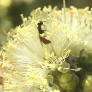 Exoneura sp. (genus) at Mogo, NSW - 23 Oct 2019 11:55 AM