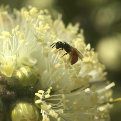 Exoneura sp. (genus) at Mogo, NSW - 23 Oct 2019