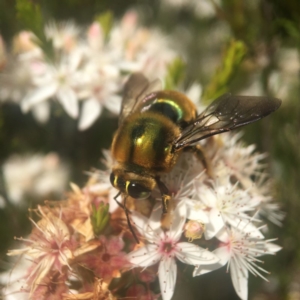 Xylocopa (Lestis) aerata at Mogo, NSW - 23 Oct 2019