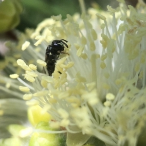 Hylaeus perhumilis at Mogo, NSW - 19 Oct 2018